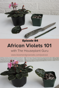 african violets 101