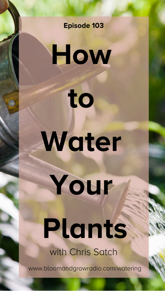 how to water your plants 