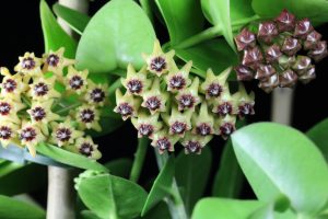 Hoya cumingiana Flower