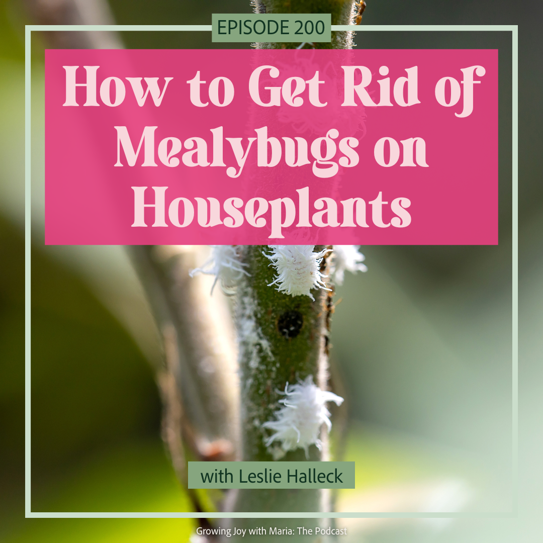 How to Get Rid of Fungus Gnats in My Plants - Growing Joy with Maria