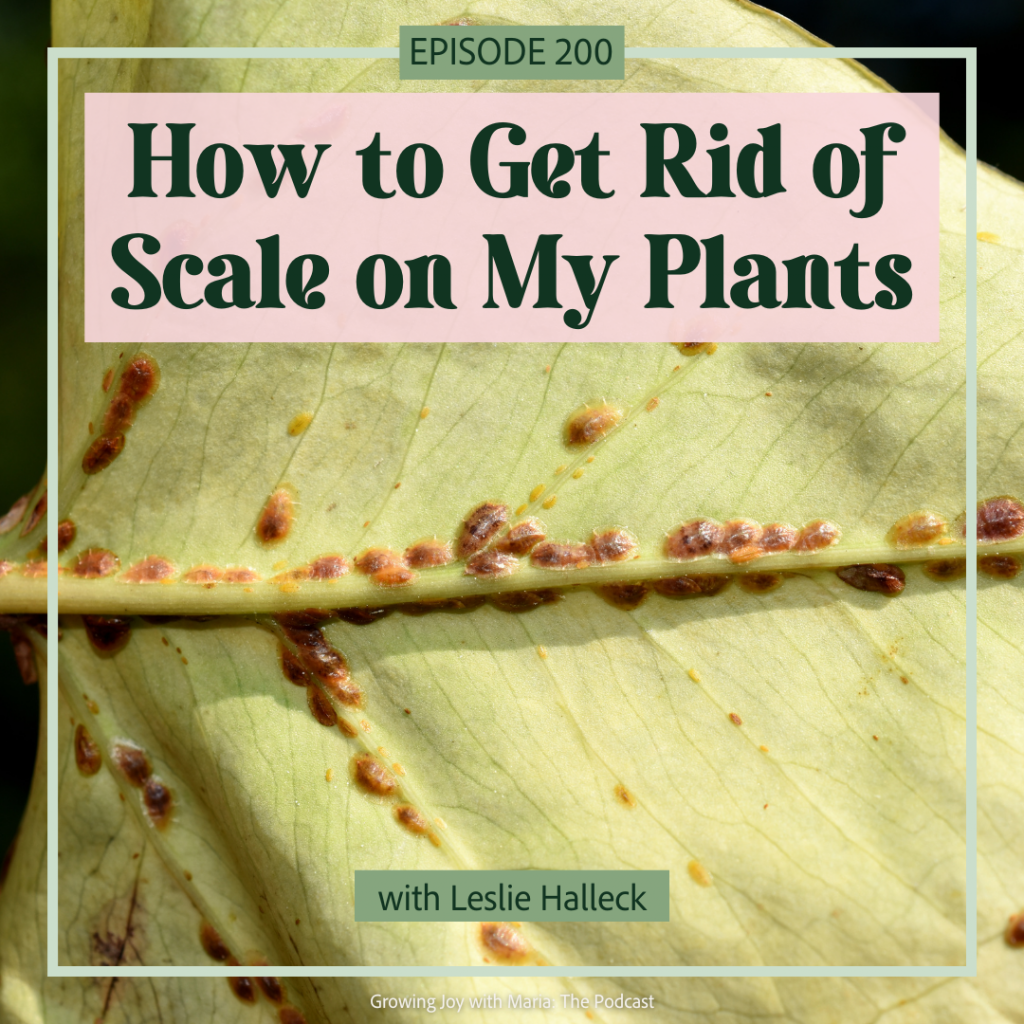 how-to-get-rid-of-scale-on-my-plants-growing-joy-with-maria