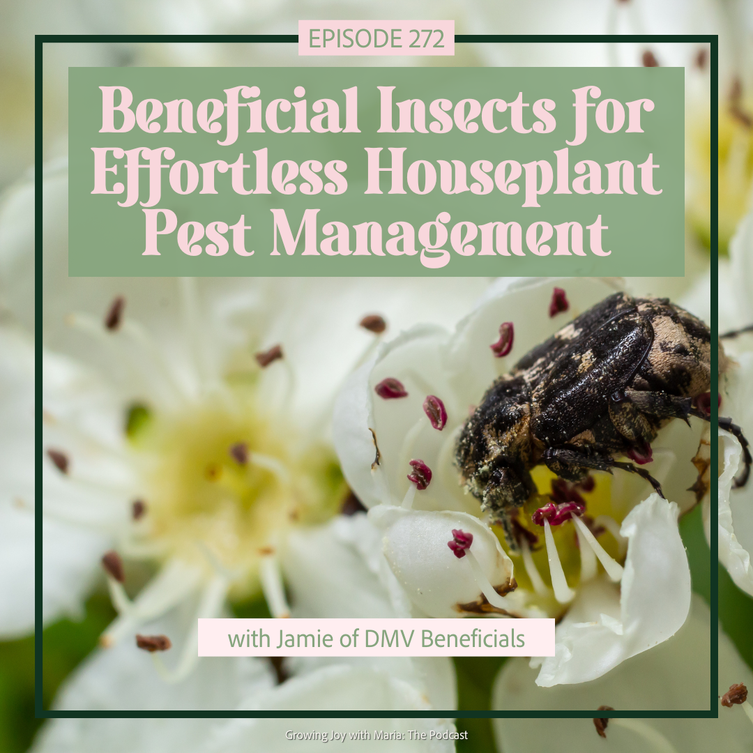 Beneficial Insects For Effortless Houseplant Pest Management Image