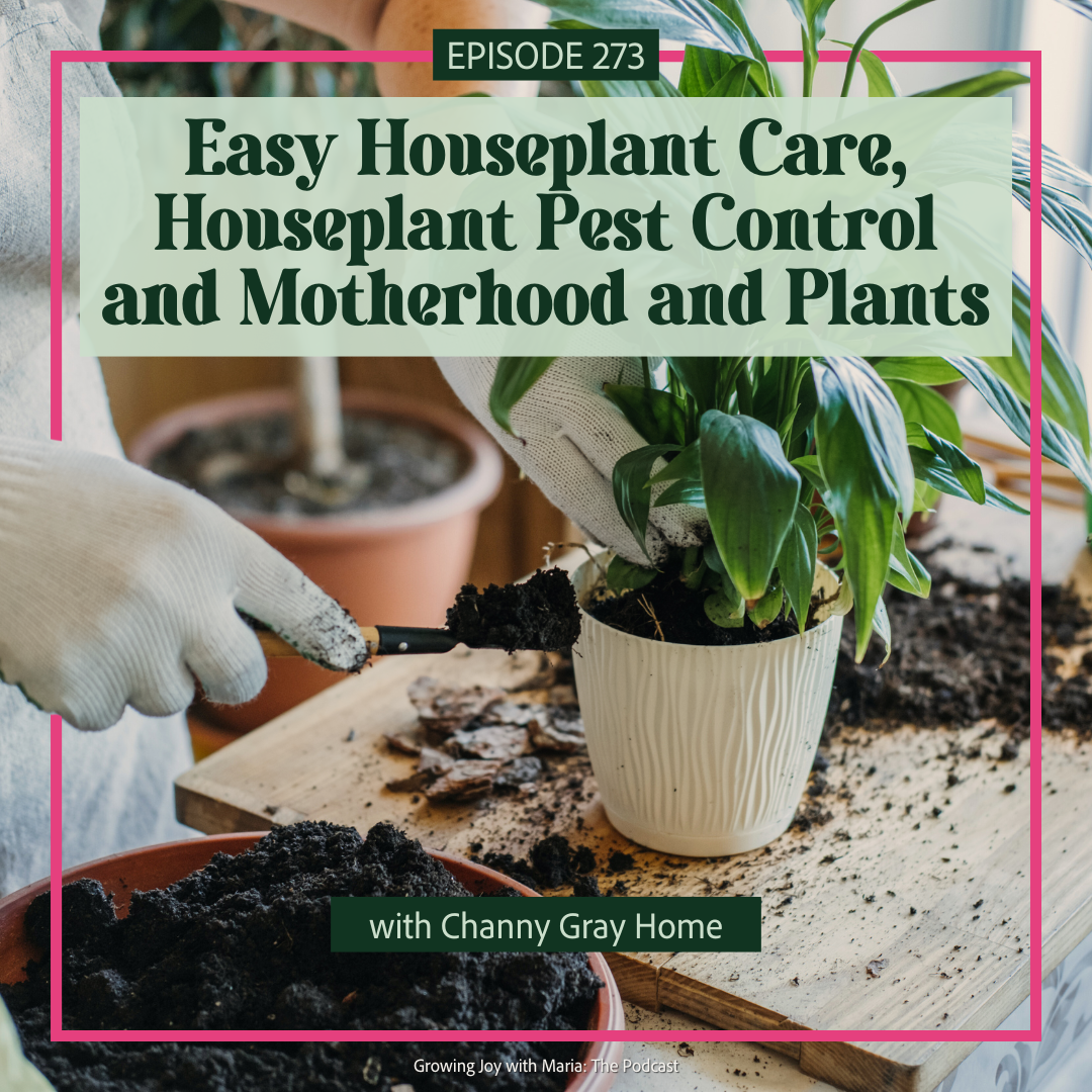 Easy Houseplant Care, Houseplant Pest Control, and Motherhood and Plants with Channy Gray Home Image