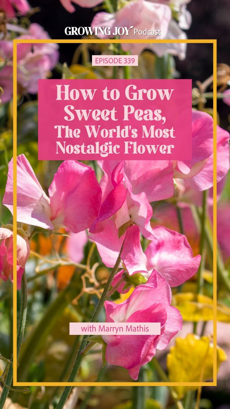 How to Grow Sweet Peas, The World's Most Nostalgic Flower with Marryn ...